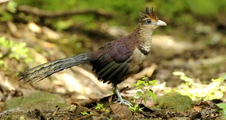 Neomorphus geoffroyi dulcis