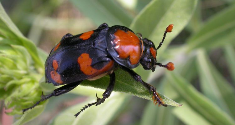 Nicrophorus americanus