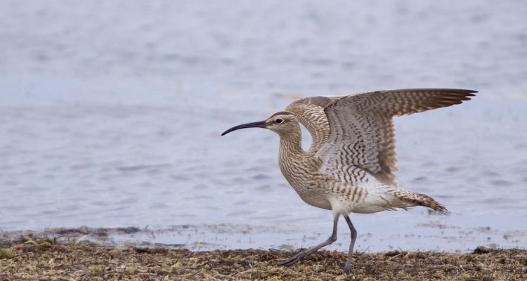Numenius tenuirostris