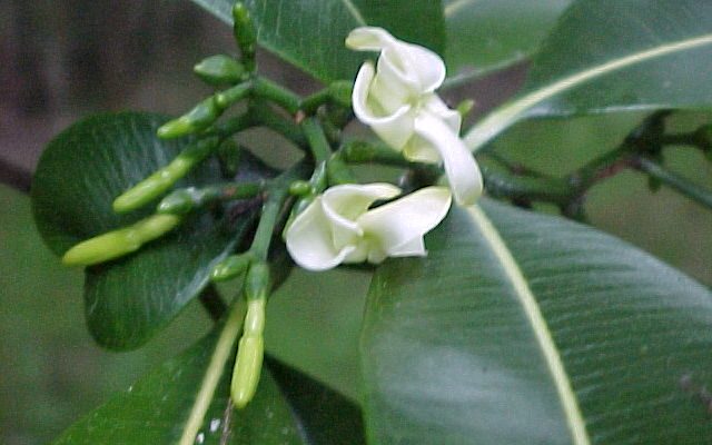 Ochrosia kilaueaensis