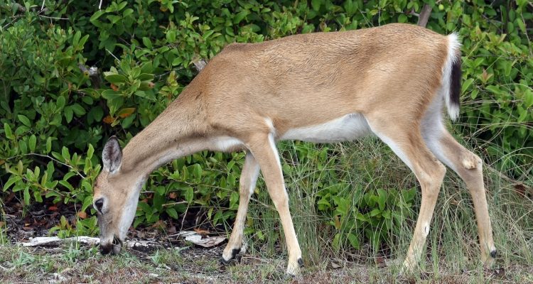Odocoileus virginianus clavium