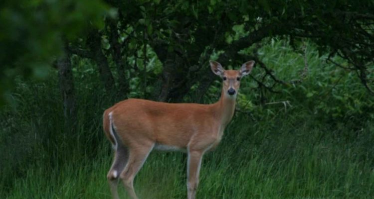 Odocoileus virginianus leucurus