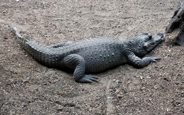 Osteolaemus tetraspis tetraspis