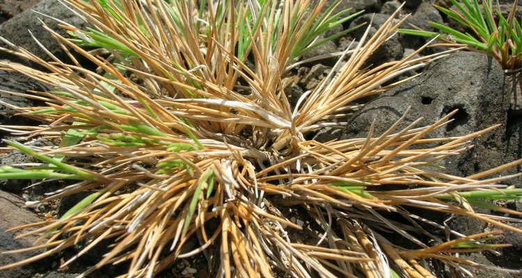 Panicum fauriei var. carteri