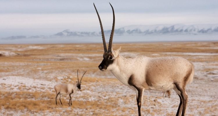 Panthalops hodgsonii