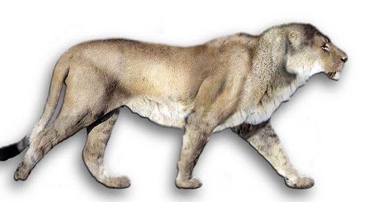 Panthera leo ssp. melanochaita