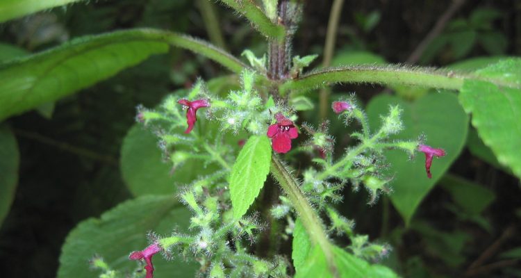 Phyllostegia floribunda