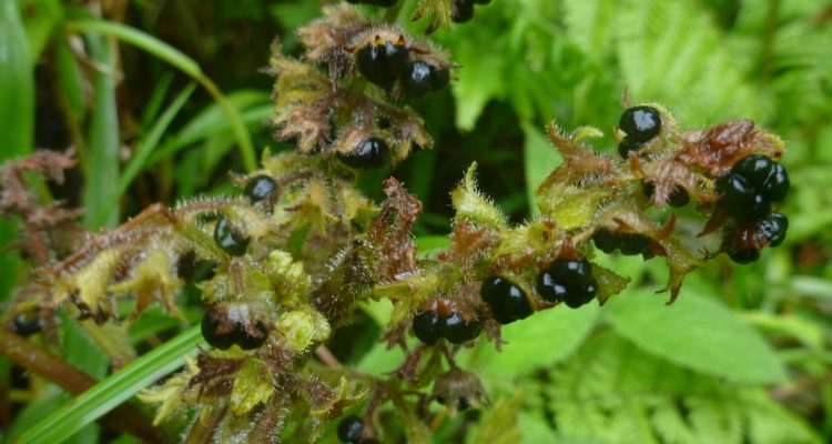 Phyllostegia waimeae