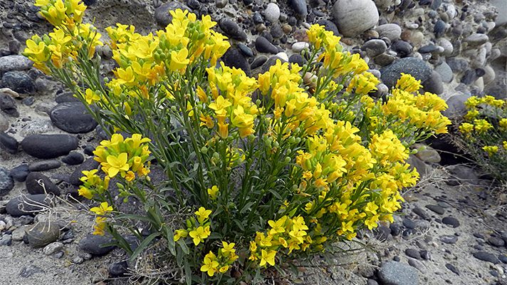 Physaria douglasii ssp. tuplashensis