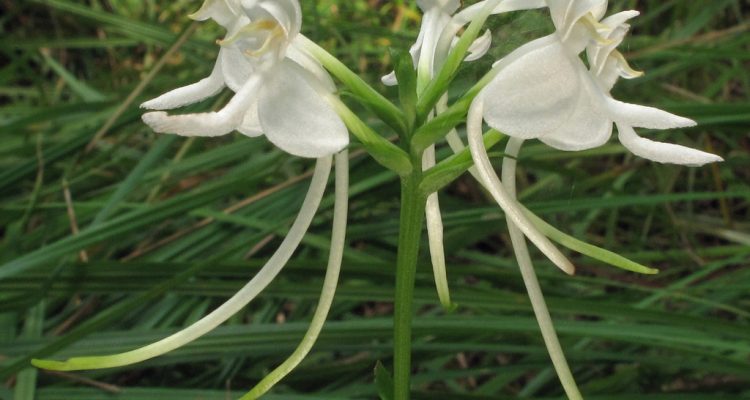 Platanthera integrilabia