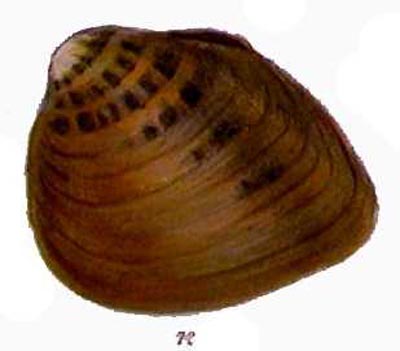 Pleuronaia dolabelloides