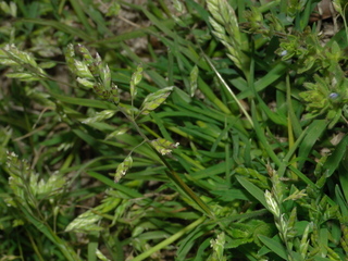 Poa sandvicensis