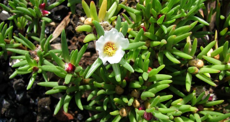 Portulaca sclerocarpa