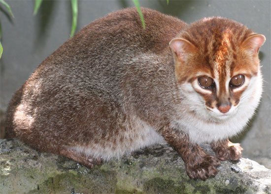 Prionailurus (=Felis) planiceps