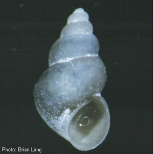 Pseudotryonia adamantina