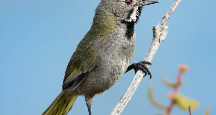 Psophodes nigrogularis