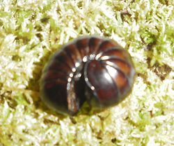 Pyrgulopsis bernardina