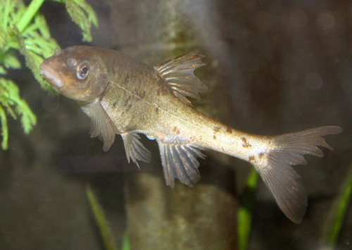 Rhinichthys osculus thermalis