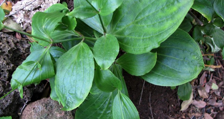 Schiedea membranacea