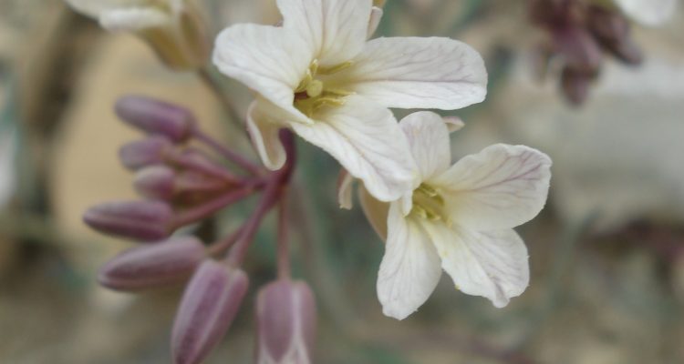 Schoenocrambe argillacea