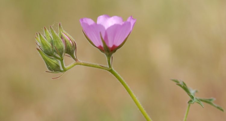 Sidalcea keckii