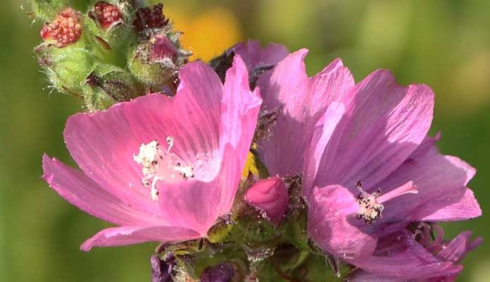 Sidalcea oregana var. calva