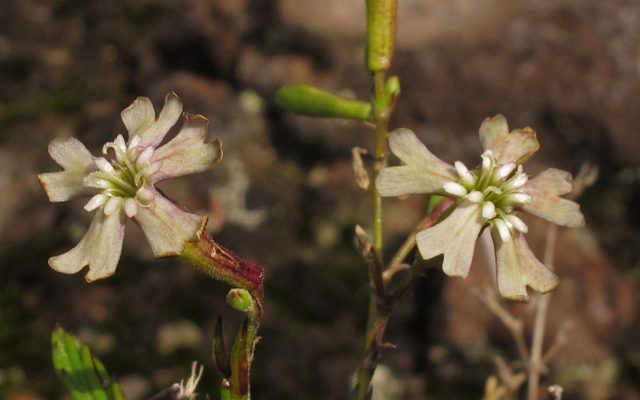 Silene hawaiiensis