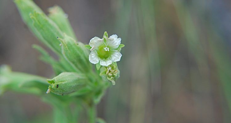 Silene spaldingii