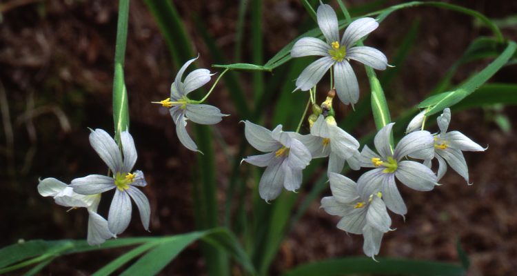 Sisyrinchium dichotomum