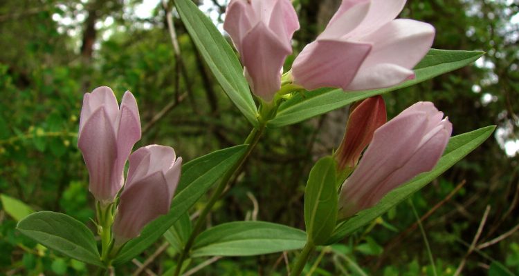 Spigelia gentianoides