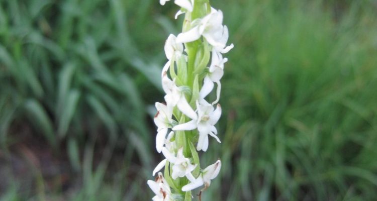 Spiranthes diluvialis