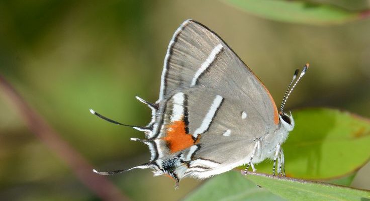 Strymon acis bartrami