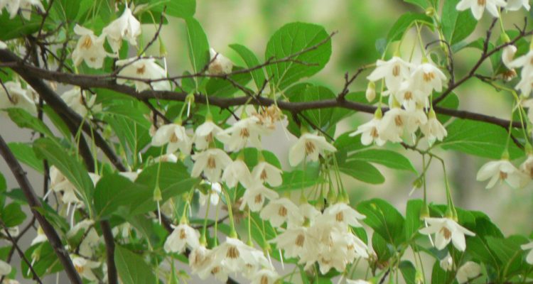 Styrax portoricensis