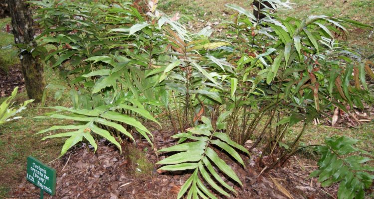 Tectaria estremerana