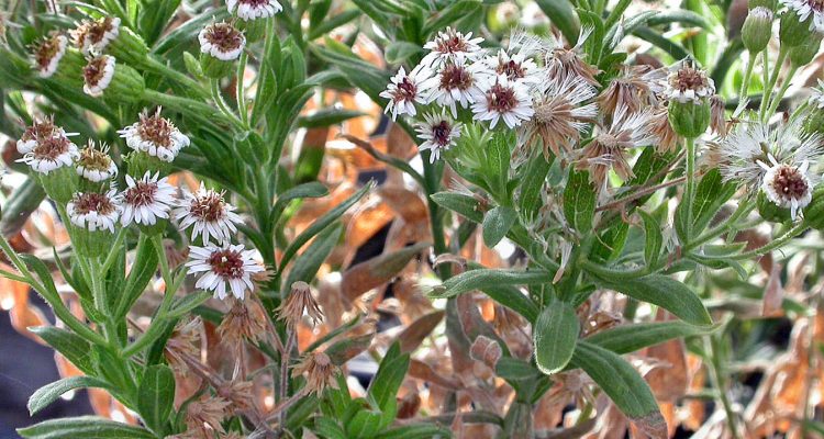 Tetramolopium arenarium