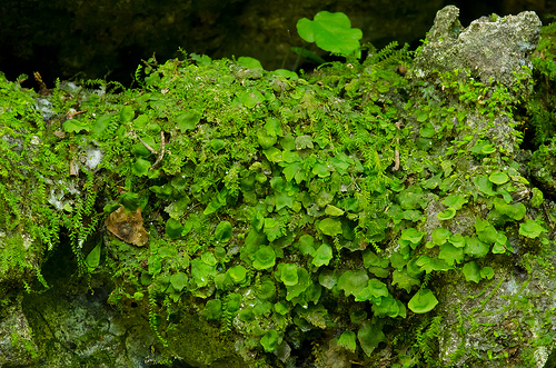 Trichomanes punctatum ssp. floridanum