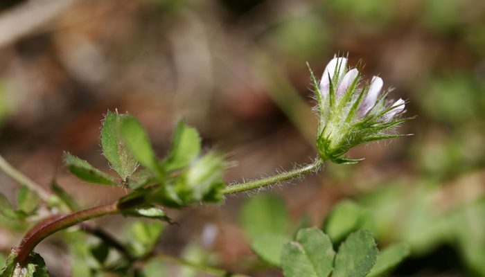 Trifolium trichocalyx