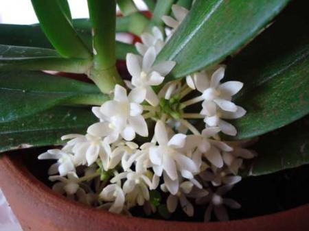 Tuberolabium guamense