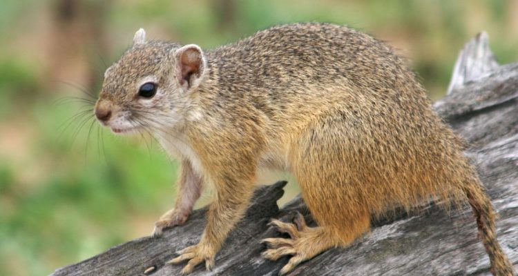 Urocitellus brunneus