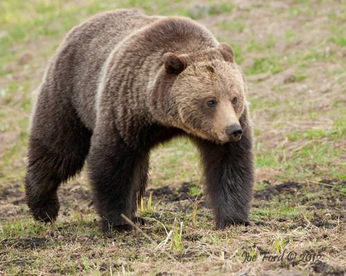 Ursus arctos horribilis