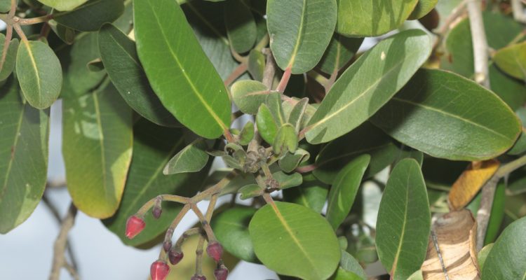 Zanthoxylum dipetalum var. tomentosum