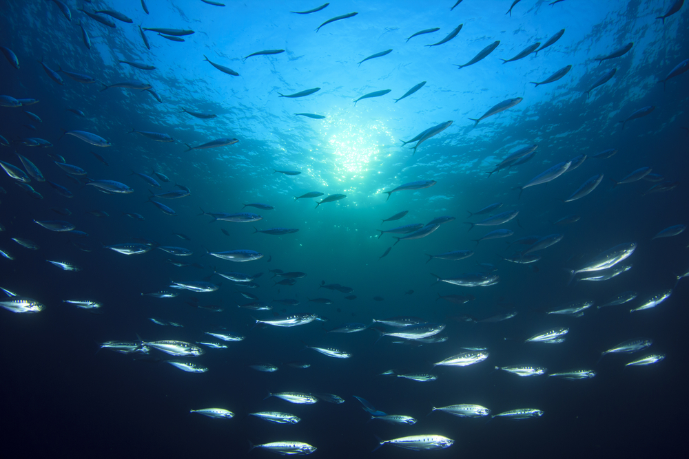 New, 3D map is a powerful tool to track ocean ecosystems