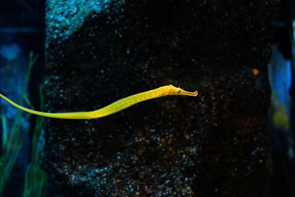 Male pipefish 'motherhood' is complicated, new study shows