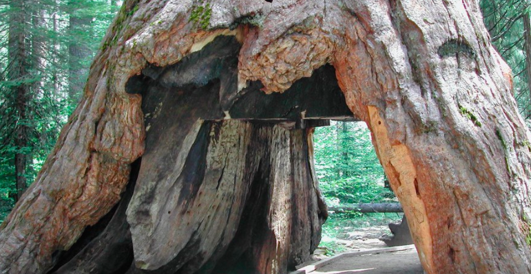 Famous sequoia tunnel tree takes final bow