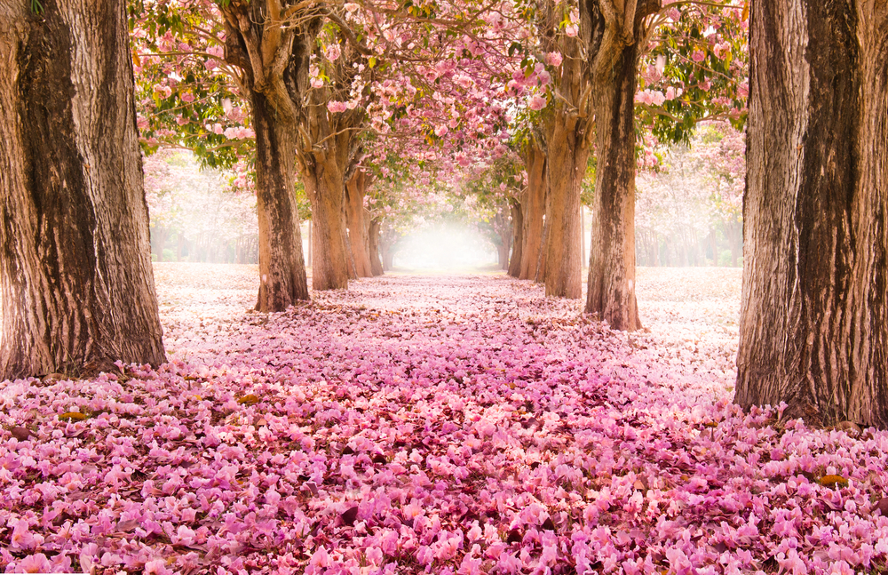 Your world: top Instagram feeds from plant non-profits