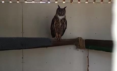 Animal abuse allegations at leading Hollywood animal supplier