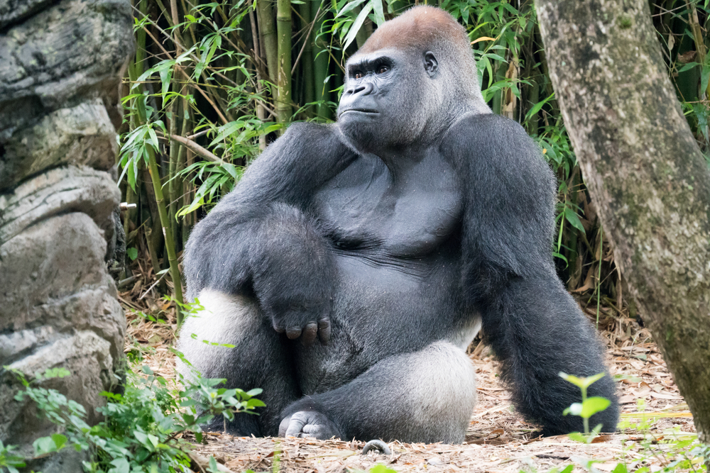 Remembering 10 favorite animal celebrities we lost last year