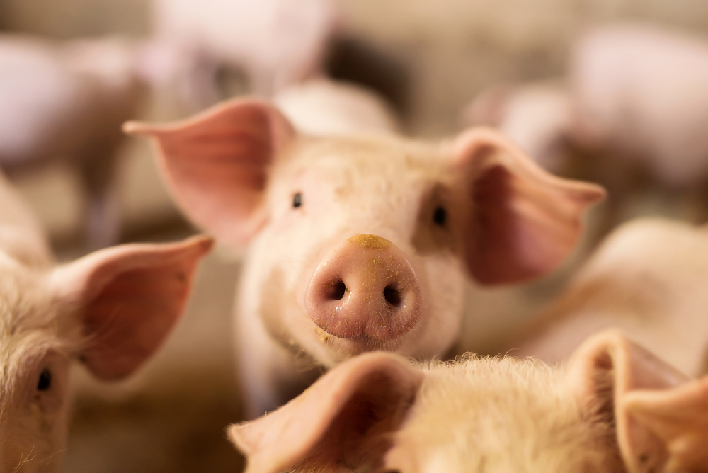 Human-pig embryos pave possible future for transplants