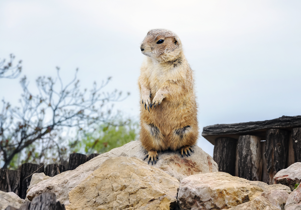 The sexy science behind Groundhog Day