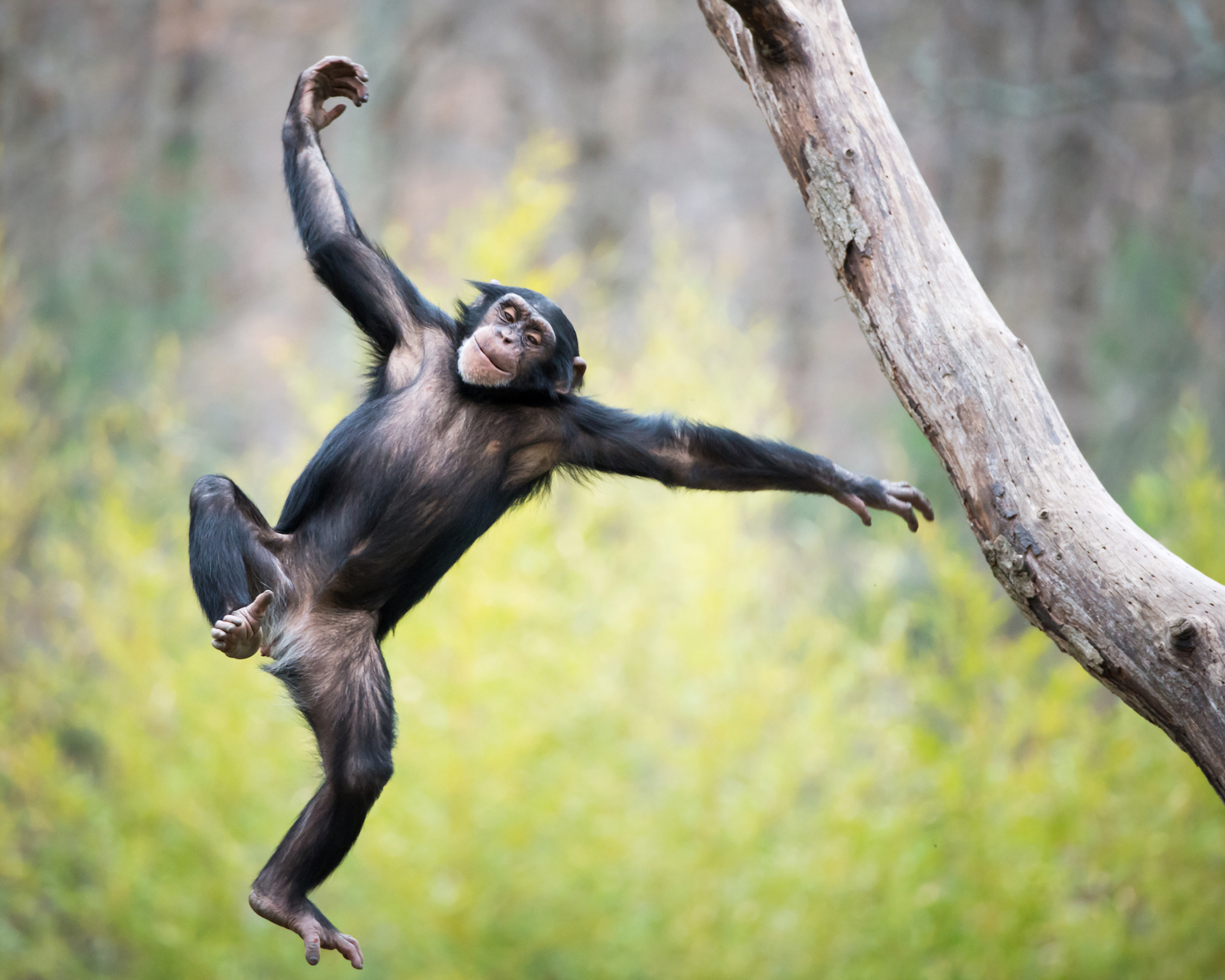 Chimps learn better from beta females than from alpha males